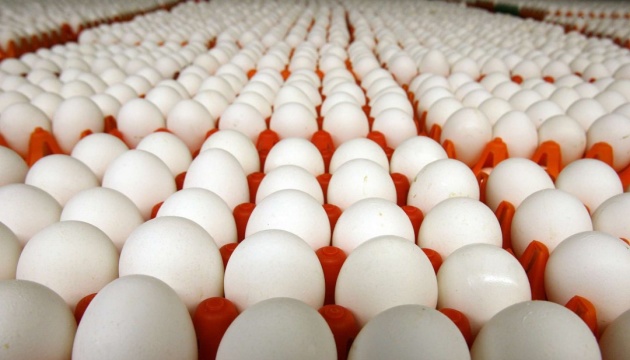 La producción de huevos crece un 3,1% en Ucrania