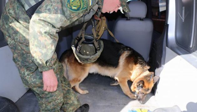 У Слов’янську службовий пес «винюхав» боєприпаси в автівці
