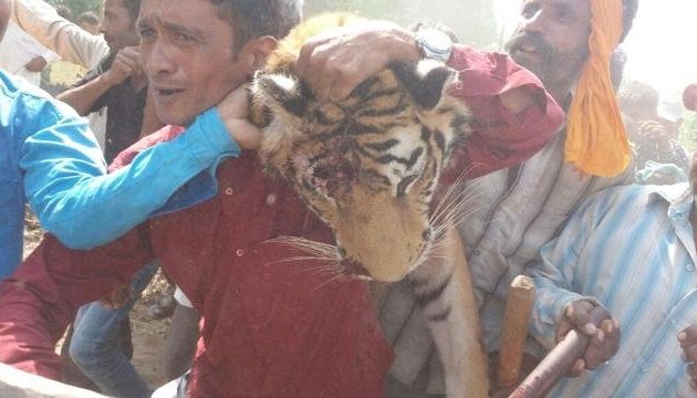 В Індії за допомогою дронів вполювали тигра-людоїда