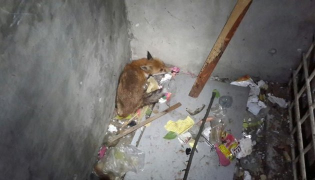 У підвал київської багатоповерхівки забралася лисиця