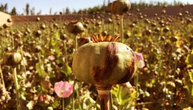 ООН: виробництво опіуму в Афганістані стрімко зростає