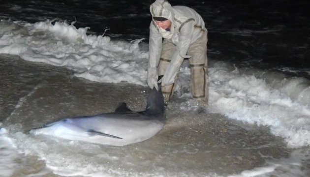 У Лазурному врятували викинутого з моря дельфіна