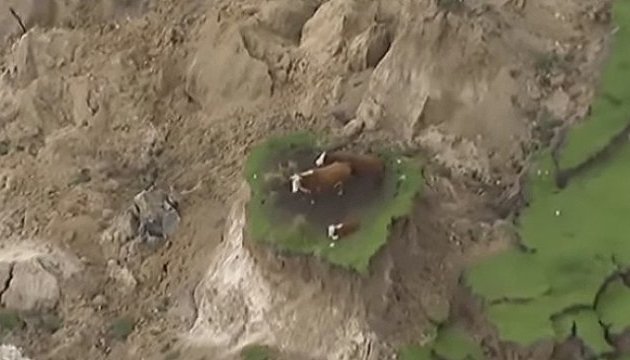 Три корови дивом вціліли під час землетрусу у Новій Зеландії
