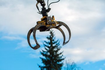 На Прикарпатті зрубали головну ялинку країни рідкісного сорту