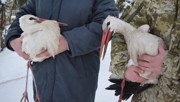 Ukrainian border guards rescue storks from snow captivity. Photos