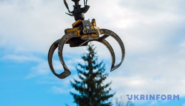 На Прикарпатті зрубали головну ялинку країни рідкісного сорту На Прикарпатті зрубали головну ялинку країни рідкісного сорту