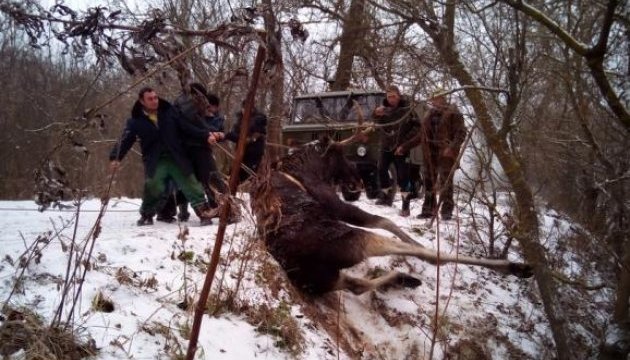 На Харківщині врятували з річки знесиленого лося