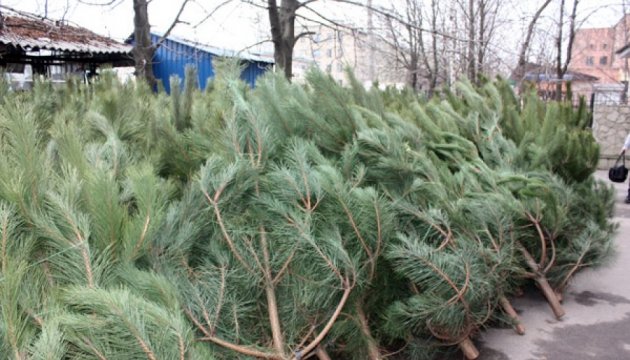 In Ukraine beginnt Weihnachtsbaumverkauf