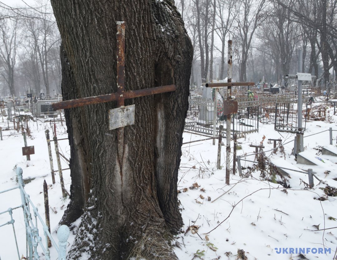 Хрест у стовбурі дерева на території Державного історико-меморіального Лук'янівського заповідника
