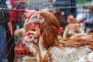 Обмеження на ввезення до Молдови м'яса птиці носить штучний характер - Асоціація птахівників України