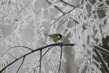 12 січня: народний календар і астровісник