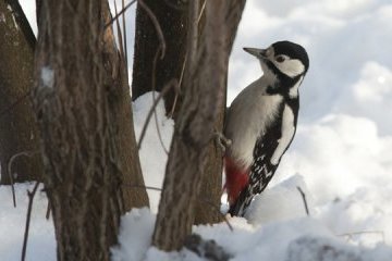24 січня: народний календар і астровісник