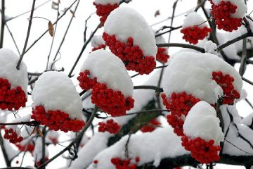 25 січня: народний календар і астровісник