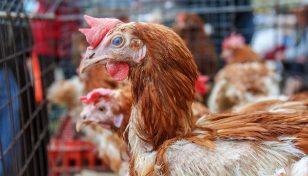 Експорт української курятини цьогоріч зріс на понад 8% - експерти