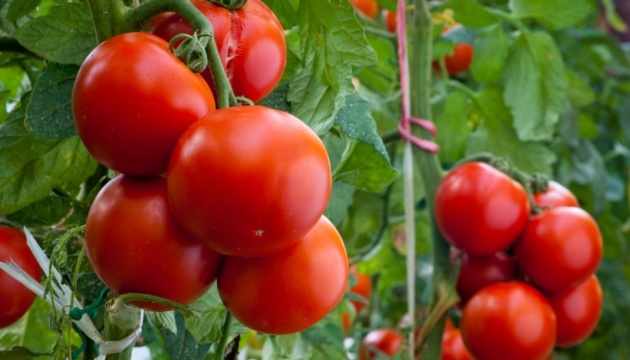 Ucrania aumenta exportaciones de tomates en un 65% en 2016