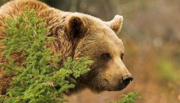 В Україні посилять охорону видів тварин і рослин, занесених до Червоної книги 