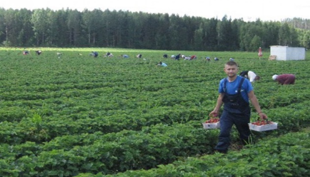 Finnland empfiehlt Corona-Impfungen für ukrainische Saisonarbeiter