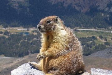 Львівські бабачихи “одностайно” визначили час приходу весни