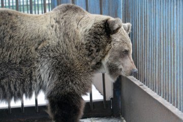 Ведмедиця Ляля із Дніпра переїжджає до заповідника