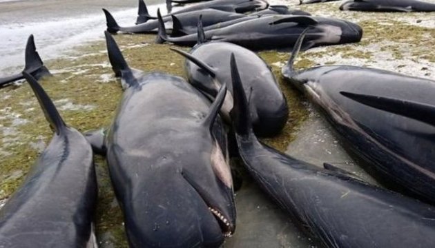 У Новій Зеландії викинулися на берег понад 400 китів