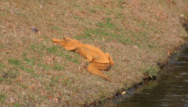 «Трампігатор»: у США виявили помаранчевого алігатора