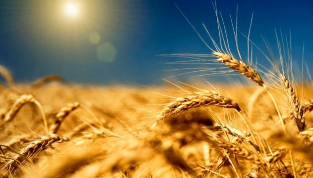 Миронівські сорти пшениці сіють нині в різних куточках планети