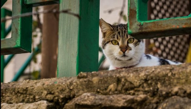У Дніпрі безпритульних котів зарахували до екосистеми міста