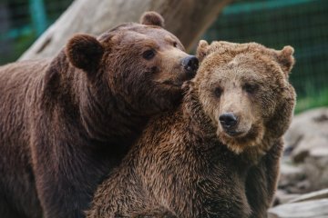 На Прикарпатті тепло не дало заснути ведмедям