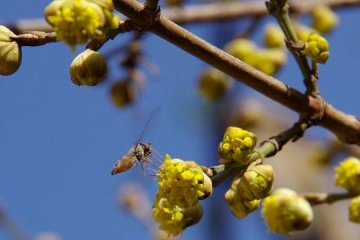 31 березня: народний календар і астровісник