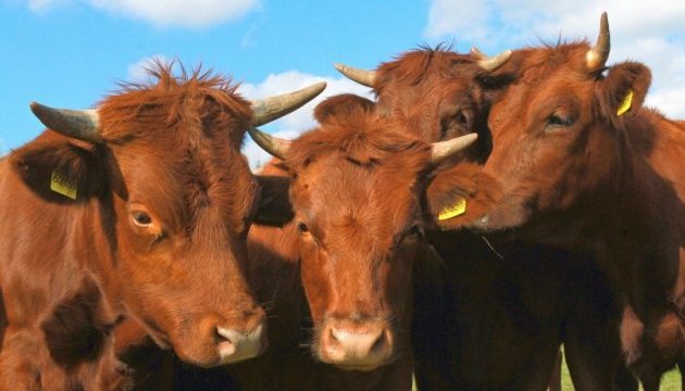 Вкрадені в Німеччині корови продаються на українських ринках - ЗМІ