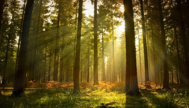 Ucrania y Escocia estudiarán conjuntamente el aumento de la viabilidad de los ecosistemas forestales
