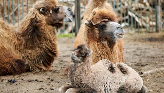 Nace una cría de camello en el parque zoológico de Járkiv