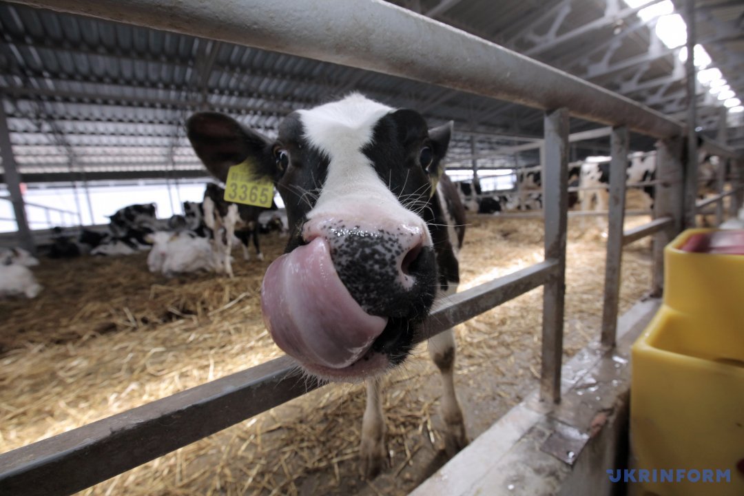 Корова облизується на території молочнотоварної ферми, Харківська область, 13 квітня 2017 року. Фото:  В'ячеслав Мадієвський