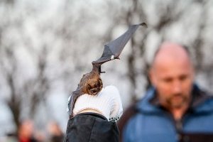 У Сумах в липні зафіксували два випадки укусу людей кажанами