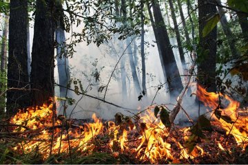 У Хорватії через лісові пожежі евакуювали туристів із трьох готелів