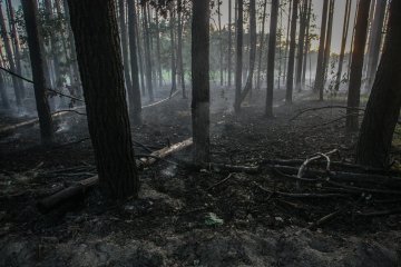 Держлісагентство пропонує збільшити у 10 разів штрафи за підпали й вирубування