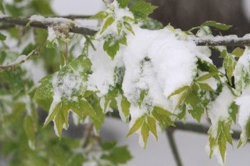 20 квітня: народний календар і астровісник