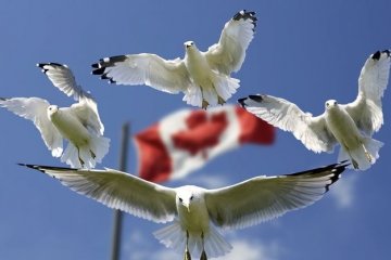 Canadian opposition supports UN peacekeeping mission in Donbas
