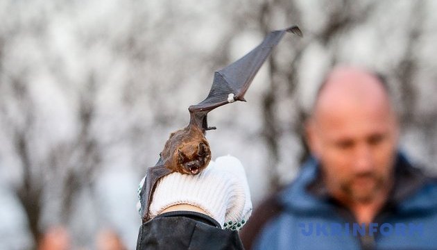У Сумах в липні зафіксували два випадки укусу людей кажанами