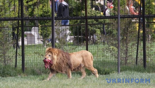 Ялтинську «Сказку» і парк левів «Тайган» пропонують перевезти на Херсонщину