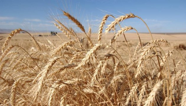 Viceministra de Política Agraria: Ucrania cooperará con Argentina en el ámbito de la agricultura 