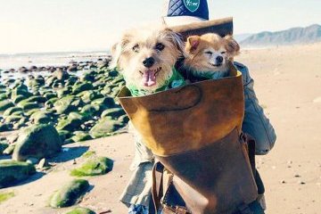 Животные, которые видели в этом мире больше, чем вы