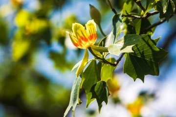 Алея українських діаспор з’явиться у Києві