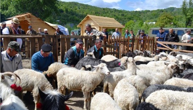 У Туреччині відзначили ефективність розведення українських овець