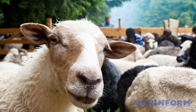 Закарпаття запрошує провести овець на полонини