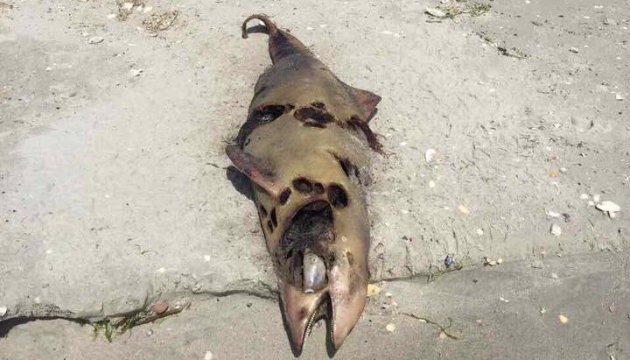 На Одещині у тенетах браконьєрів загинули десятки дельфінів