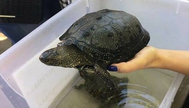 У Техасі від холоду постраждали майже п'ять тисяч черепах