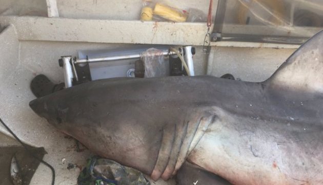 В Австралії акула напала на рибалку, застрибнувши до нього у човен