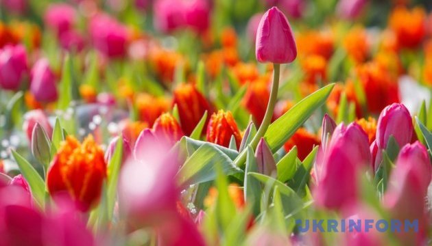 У Києві відкриється виставка тюльпанів 