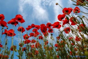 Секретна операція ЦРУ в Афганістані: на макові поля з літаків скидали модифіковане насіння